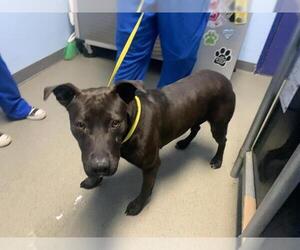 Mutt Dogs for adoption in Bakersfield, CA, USA