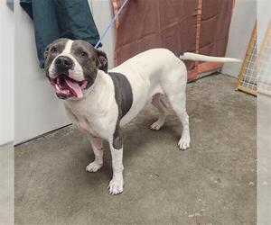 American Staffordshire Terrier Dogs for adoption in Rosenberg, TX, USA