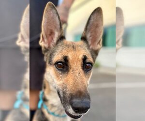 German Shepherd Dog-Unknown Mix Dogs for adoption in Lake Forest, CA, USA