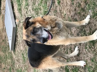 Mutt Dogs for adoption in Mount Carmel, IL, USA