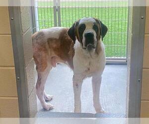 Saint Bernard-Unknown Mix Dogs for adoption in Orange, CA, USA
