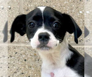 Chihuahua-Unknown Mix Dogs for adoption in Jefferson, WI, USA