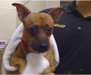 Chihuahua Dogs for adoption in Sacramento, CA, USA