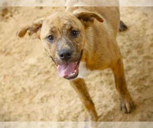 American Staffordshire Terrier-Labrador Retriever Mix Dogs for adoption in Tallahassee, FL, USA