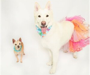 Chipin Dogs for adoption in phoenix, AZ, USA