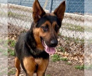 German Shepherd Dog-Unknown Mix Dogs for adoption in Canton, CT, USA
