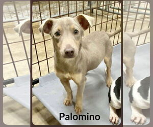 Dachshund-Unknown Mix Dogs for adoption in Wakefield, RI, USA