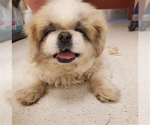 Pekingese Dogs for adoption in Center Township, PA, USA