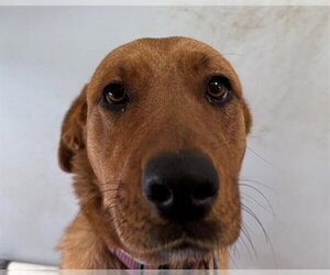 Labrador Retriever-Unknown Mix Dogs for adoption in San Clemente, CA, USA