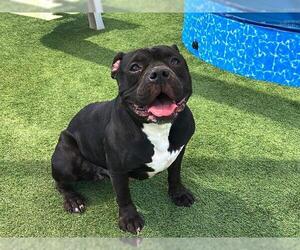 American Pit Bull Terrier Dogs for adoption in Orange, CA, USA