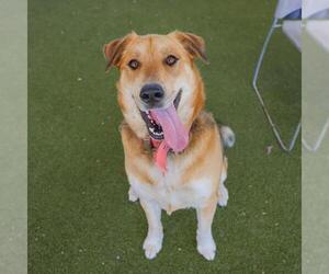 Shepradors Dogs for adoption in Waco, TX, USA