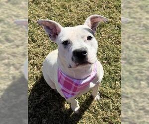 Mutt Dogs for adoption in Tulsa, OK, USA