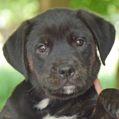 Boxweiler Dogs for adoption in Huntley, IL, USA