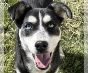 Siberian Husky-Unknown Mix Dogs for adoption in San Ramon, CA, USA