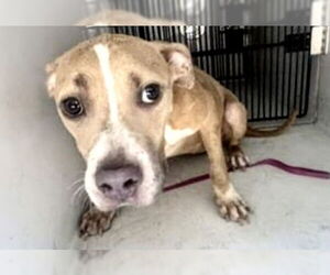 American Pit Bull Terrier-Unknown Mix Dogs for adoption in Houston, TX, USA