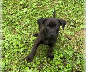 Labrador Retriever-Mountain Cur Mix Dogs for adoption in Plainfield, IL, USA