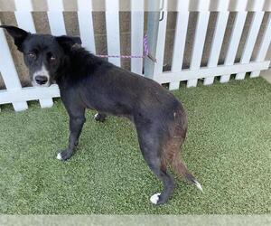 Border Collie-Unknown Mix Dogs for adoption in Modesto, CA, USA