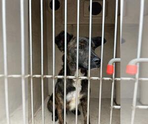 Dutch Shepherd -Unknown Mix Dogs for adoption in Oklahoma City, OK, USA