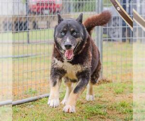 Siberian Husky-Unknown Mix Dogs for adoption in Waco, TX, USA