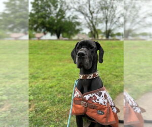 Great Dane Dogs for adoption in Claremore, OK, USA