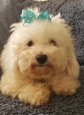 Poochon Dogs for adoption in Gulfport, MI, USA