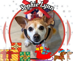 Chiweenie Dogs for adoption in San Antonio, TX, USA