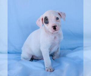 Chihuahua-Unknown Mix Dogs for adoption in San Diego, CA, USA