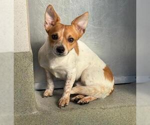 Chihuahua Dogs for adoption in San Martin, CA, USA