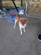 Rat Terrier Dogs for adoption in danville, CA, USA