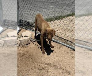 American Pit Bull Terrier-Labrador Retriever Mix Dogs for adoption in HESPERIA, CA, USA