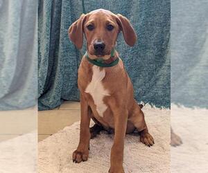 Black and Tan Coonhound-Labrador Retriever-Unknown Mix Dogs for adoption in Sterling, MA, USA