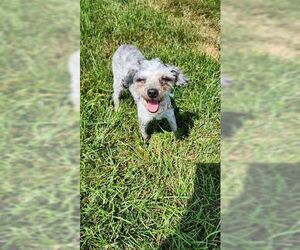 Poodle (Miniature) Dogs for adoption in Glen Haven, WI, USA