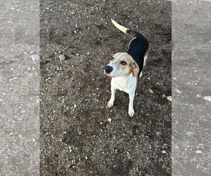 American Foxhound-Unknown Mix Dogs for adoption in Corning, AR, USA
