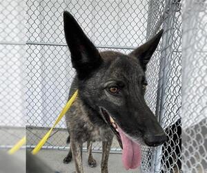 - Mix Dogs for adoption in Bakersfield, CA, USA