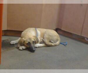 German Shepherd Dog Dogs for adoption in Sacramento, CA, USA