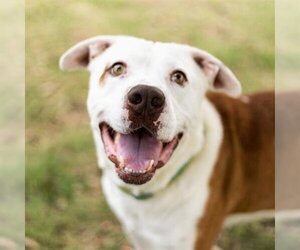 Staffordshire Bull Terrier-Unknown Mix Dogs for adoption in Sugar Land, TX, USA