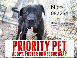 Mastador Dogs for adoption in Palmetto, FL, USA