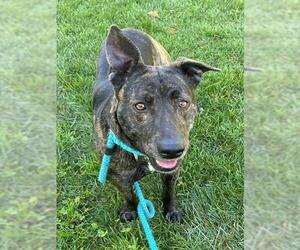 German Shepherd Dog-Unknown Mix Dogs for adoption in Sacramento, CA, USA
