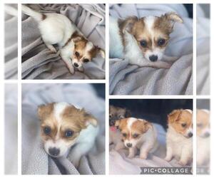 Papillon-Unknown Mix Dogs for adoption in Queen Creek, AZ, USA
