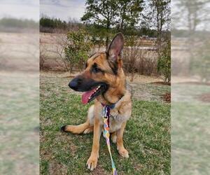 German Shepherd Dog-Unknown Mix Dogs for adoption in Waterford, VA, USA