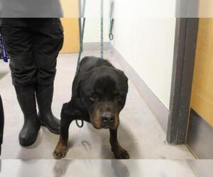 Rottweiler Dogs for adoption in Modesto, CA, USA