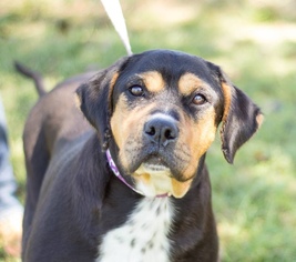 View Ad: Greater Swiss Rottweiler Dog for Adoption near Alabama, Brownsboro, USA. ADN-677246