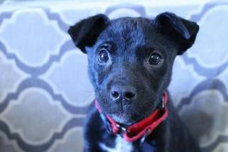 Labmaraner Dogs for adoption in Mission, KS, USA