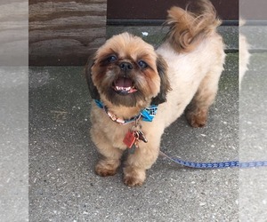 Shih Tzu Dogs for adoption in Buffalo, NY, USA