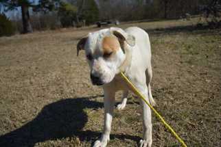 American Bulldog Dogs for adoption in Conway, AR, USA