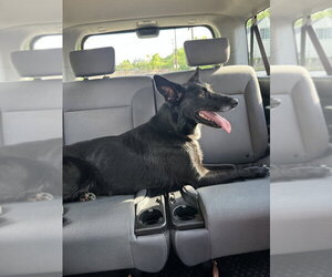 German Shepherd Dog-Unknown Mix Dogs for adoption in Aurora, IN, USA