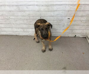 German Shepherd Dog Dogs for adoption in San Bernardino, CA, USA