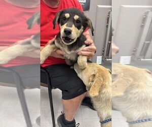 Mutt Dogs for adoption in Calgary, Alberta, Canada