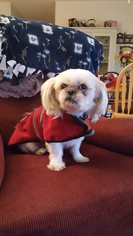 Shih Tzu Dogs for adoption in River Falls, WI, USA