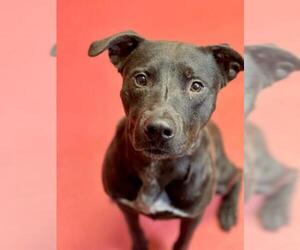 Labrador Retriever-Unknown Mix Dogs for adoption in Bakersfield, CA, USA